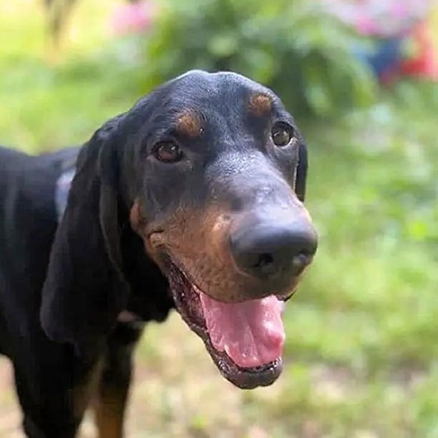 Gary (GA), ADOPTABLE, Young Male Black and Tan Coonhound.