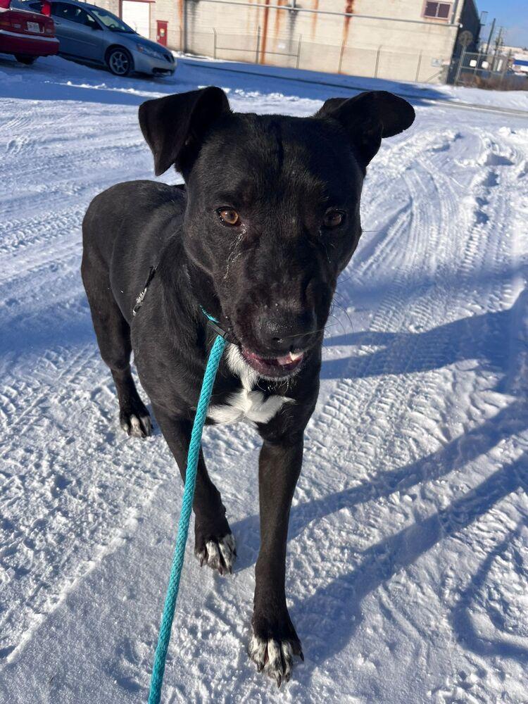 Bowtie, Adoptable, Adult Female Pit Bull Terrier & Mixed Breed.