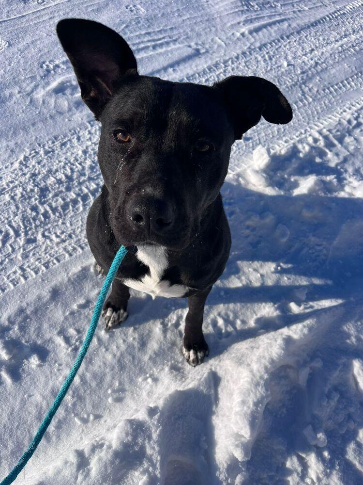 Enlarge Bowtie, a Adoptable mixed breed in Calgary, AB image 3/4