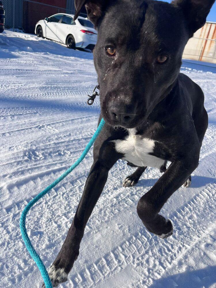 Enlarge Bowtie, a Adoptable mixed breed in Calgary, AB image 4/4