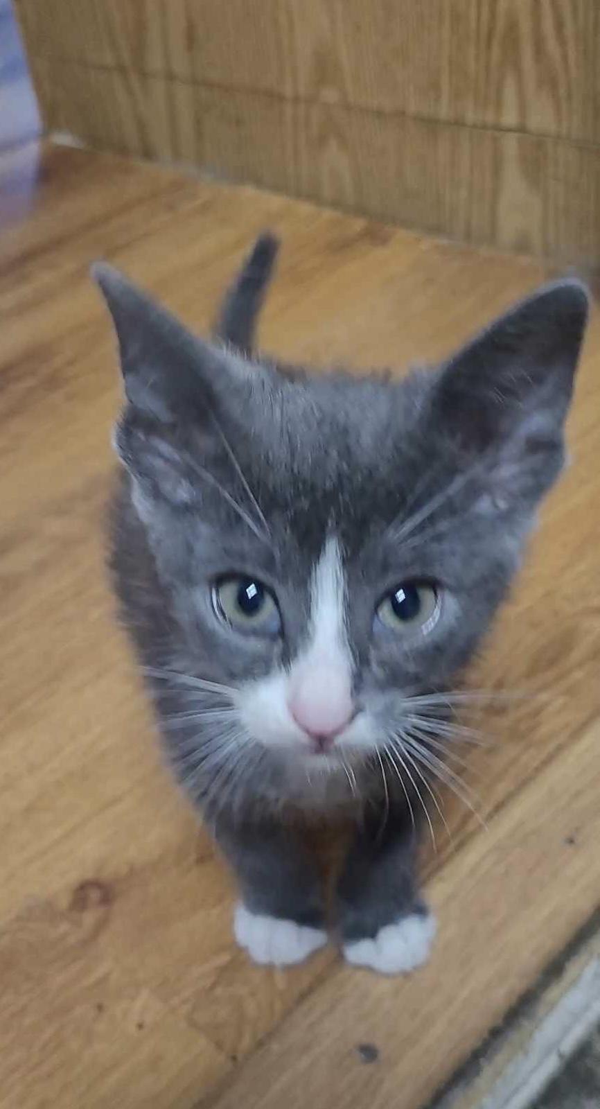 Lyla - Adopted, Adopted, Adult Female Domestic Short Hair.