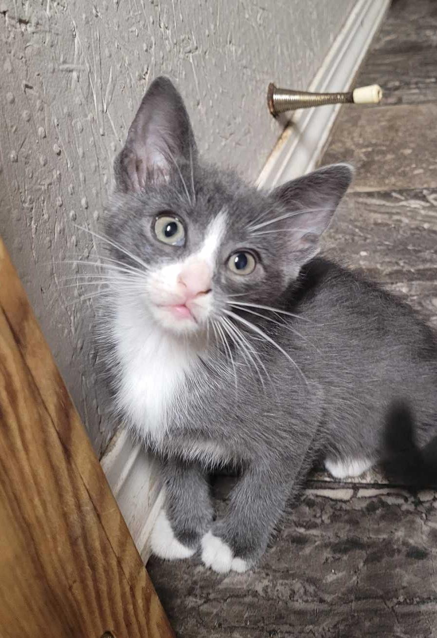 Enlarge Lyla - Adopted, a Adopted mixed breed in Steinbach, MB image 2/6