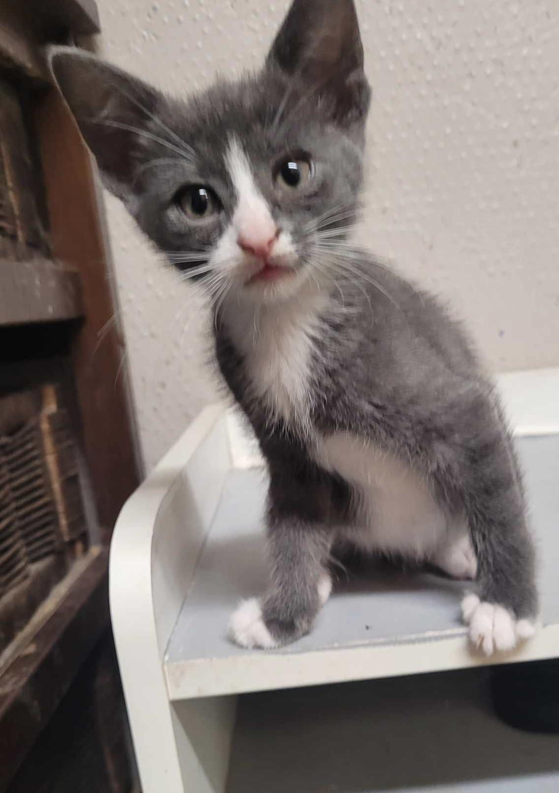 Enlarge Lyla - Adopted, a Adopted mixed breed in Steinbach, MB image 4/6