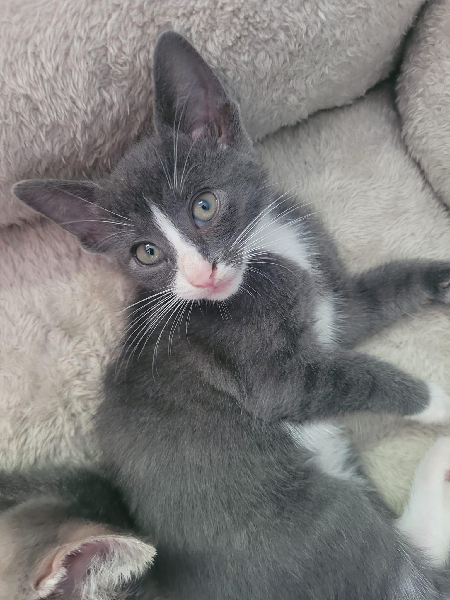 Enlarge Lyla - Adopted, a Adopted mixed breed in Steinbach, MB image 6/6