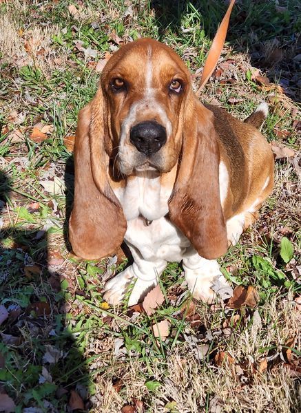 Trip, an adopted Basset Hound in Wichita, KS_image-1