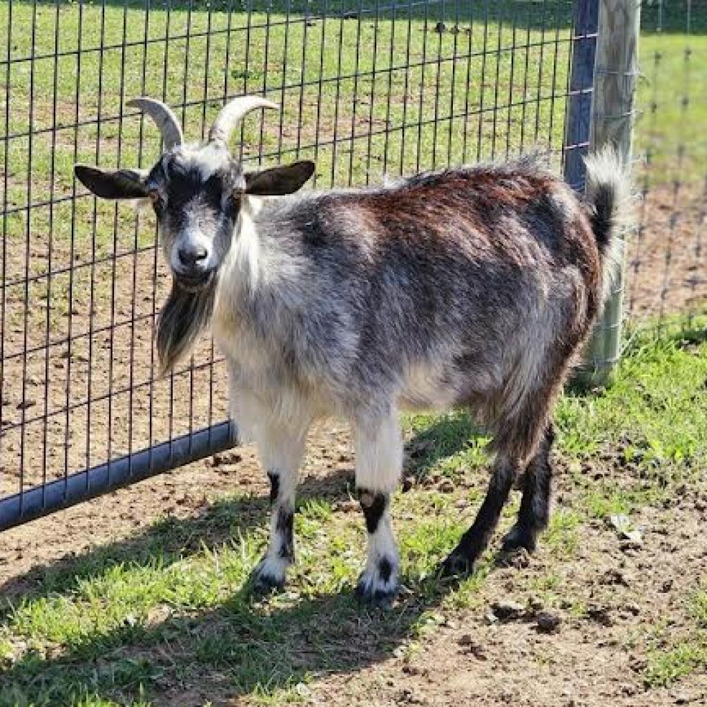 Agnes, Adoptable, Adult Female Pygmy.