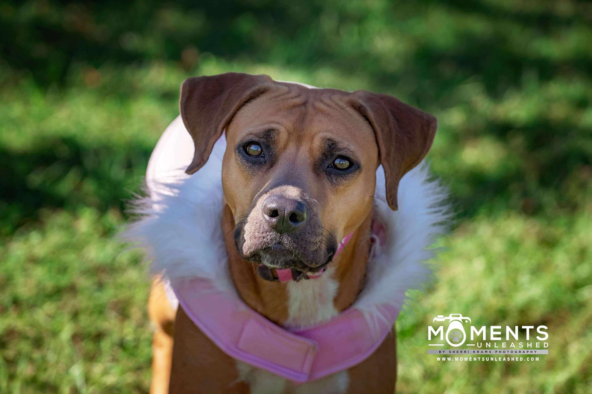 Fable, Adoptable, Adult Female Black Mouth Cur & Terrier.