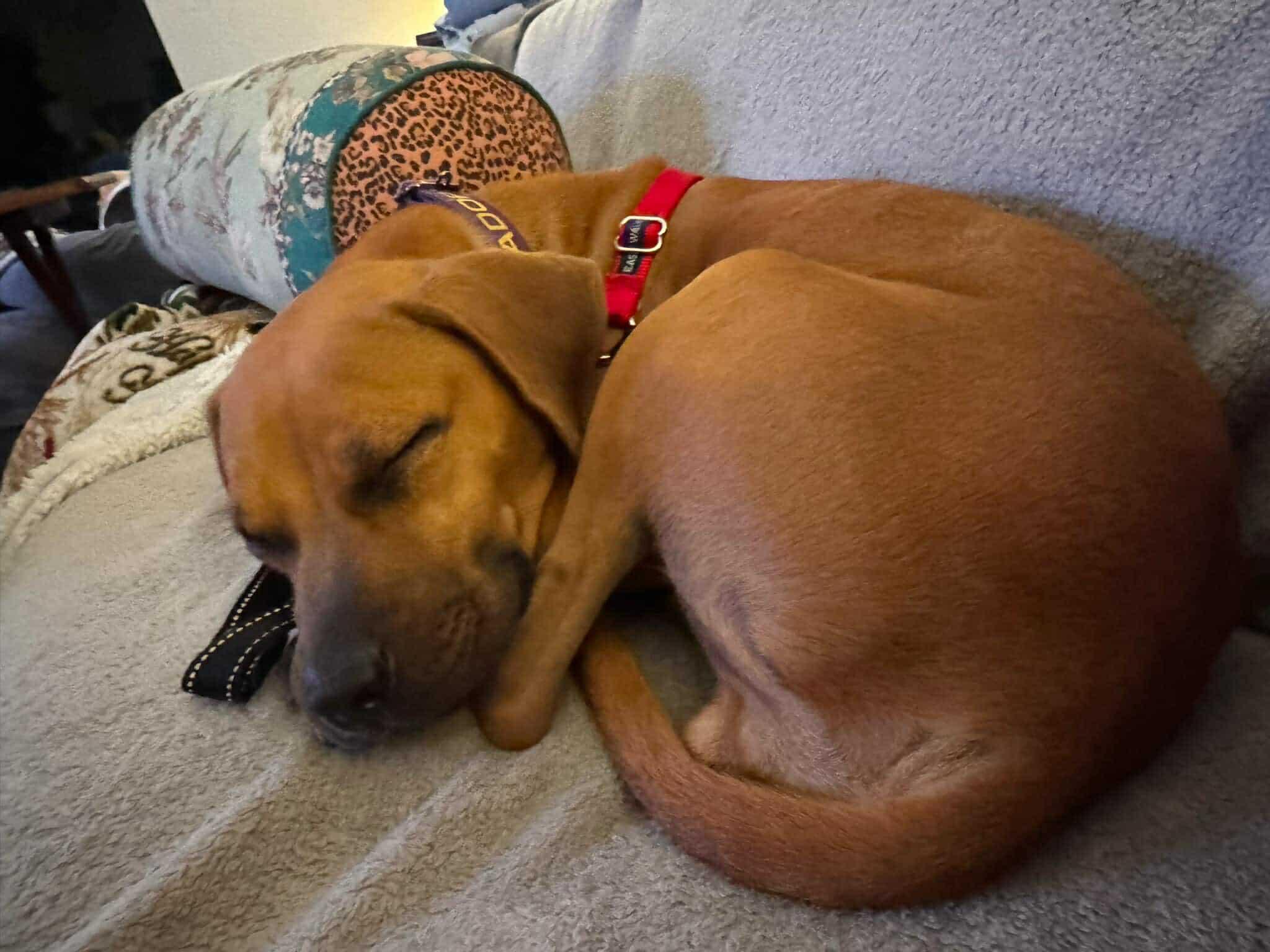 Fable, a Adoptable mixed breed in Myakka City, FL image 6/6