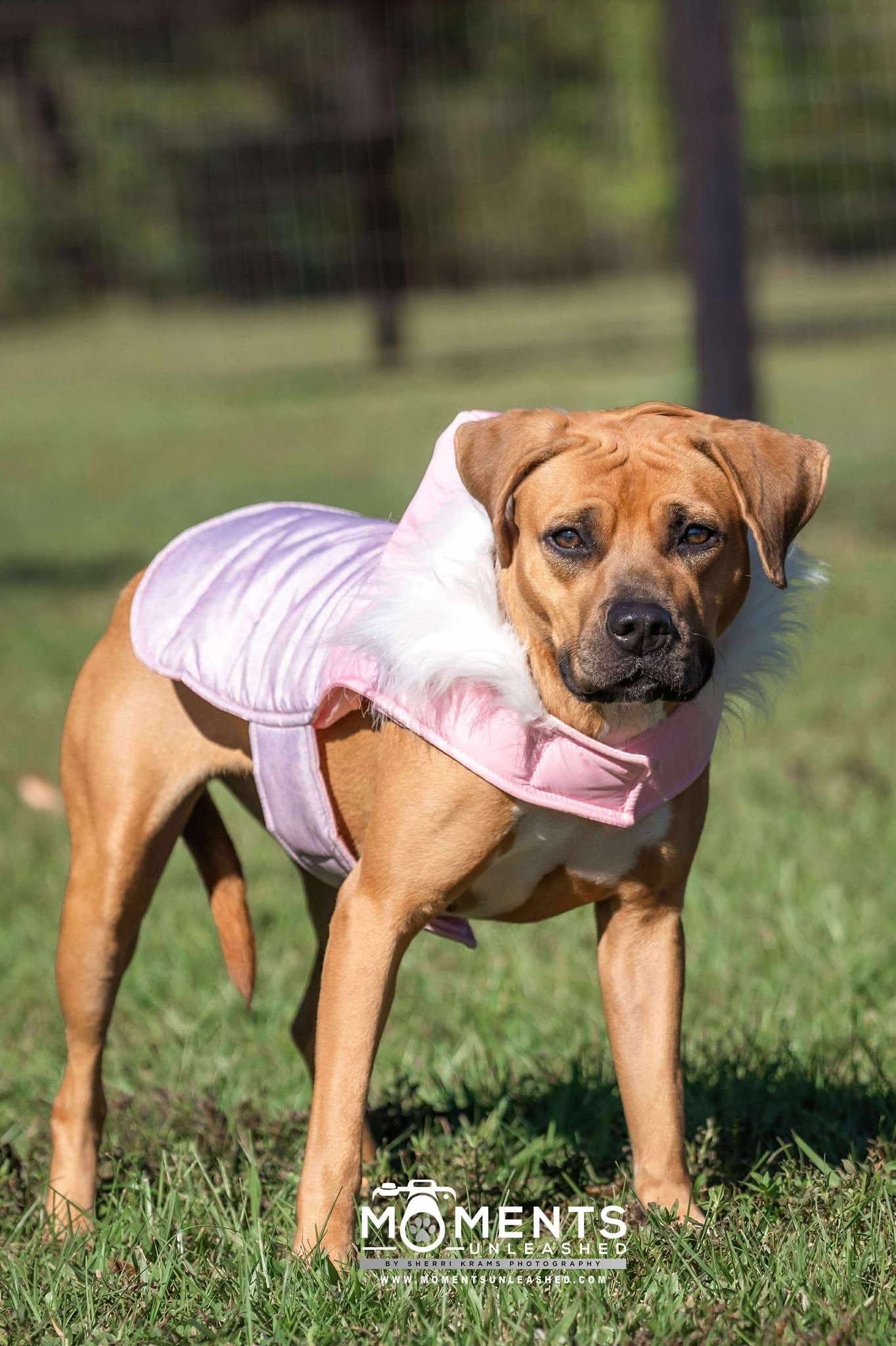 Fable, a Adoptable mixed breed in Myakka City, FL image 2/6