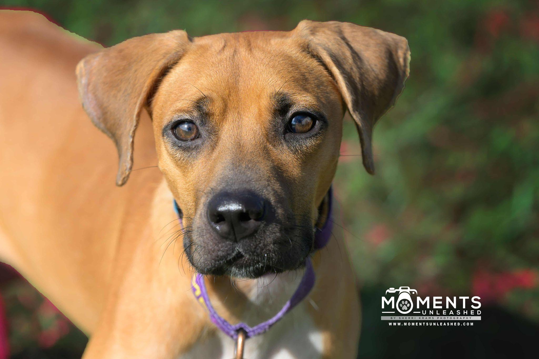 Fable, a Adoptable mixed breed in Myakka City, FL image 4/6