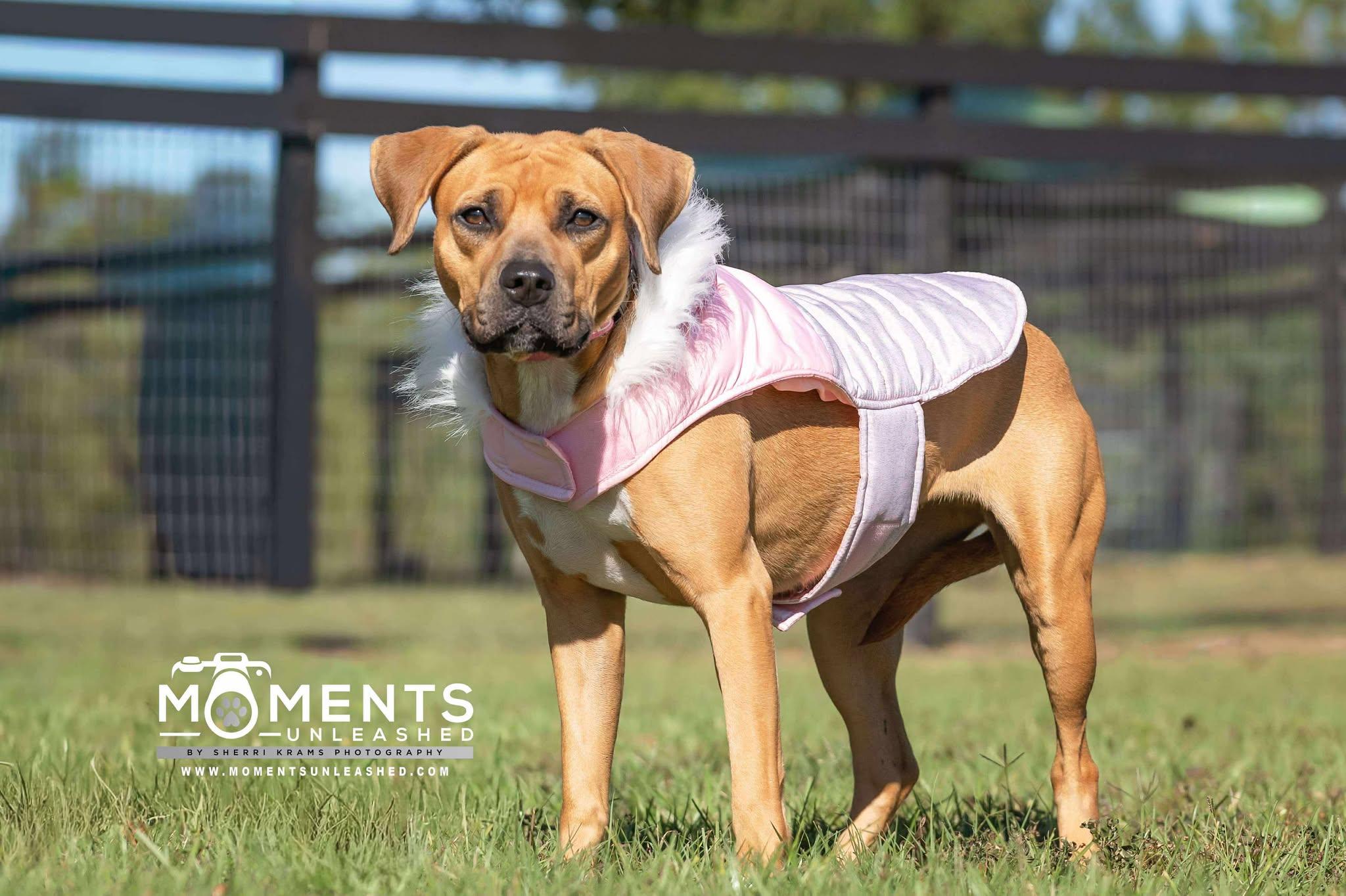 Fable, a Adoptable mixed breed in Myakka City, FL image 3/6