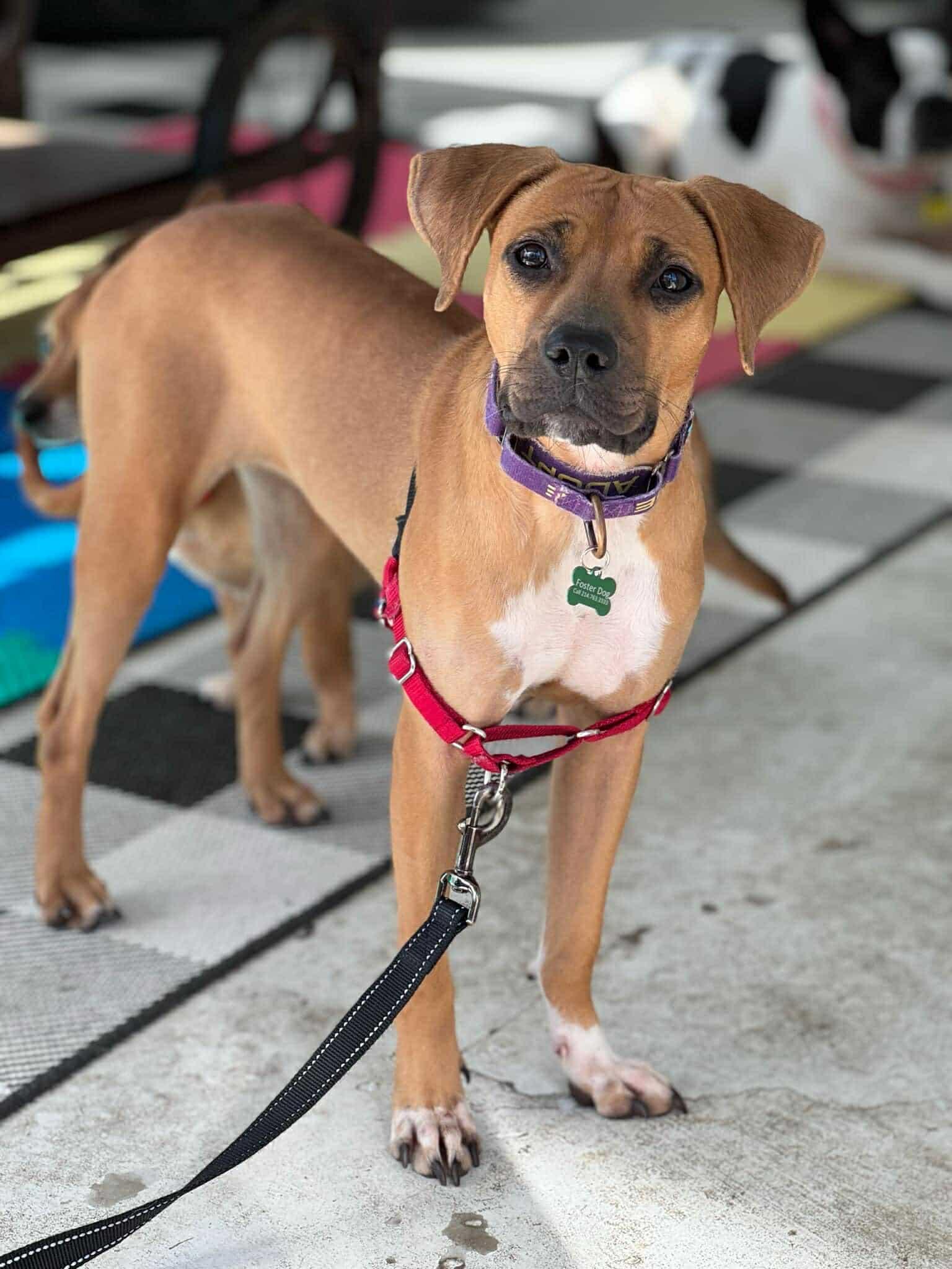 Fable, a Adoptable mixed breed in Myakka City, FL image 5/6