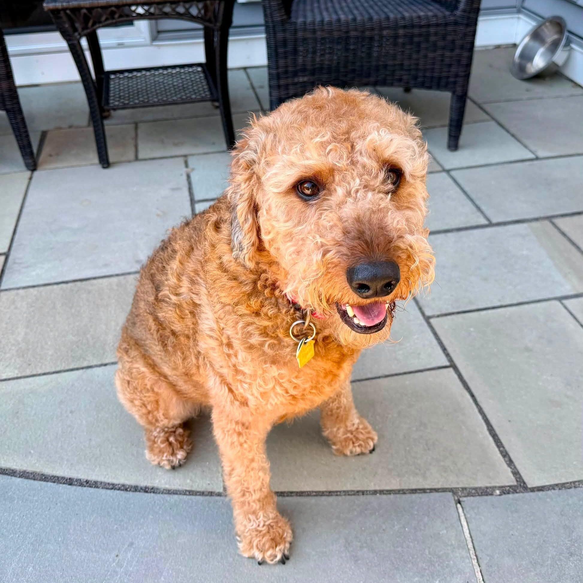 Cooper, ADOPTABLE, Adult Male Airedale Terrier & Poodle.