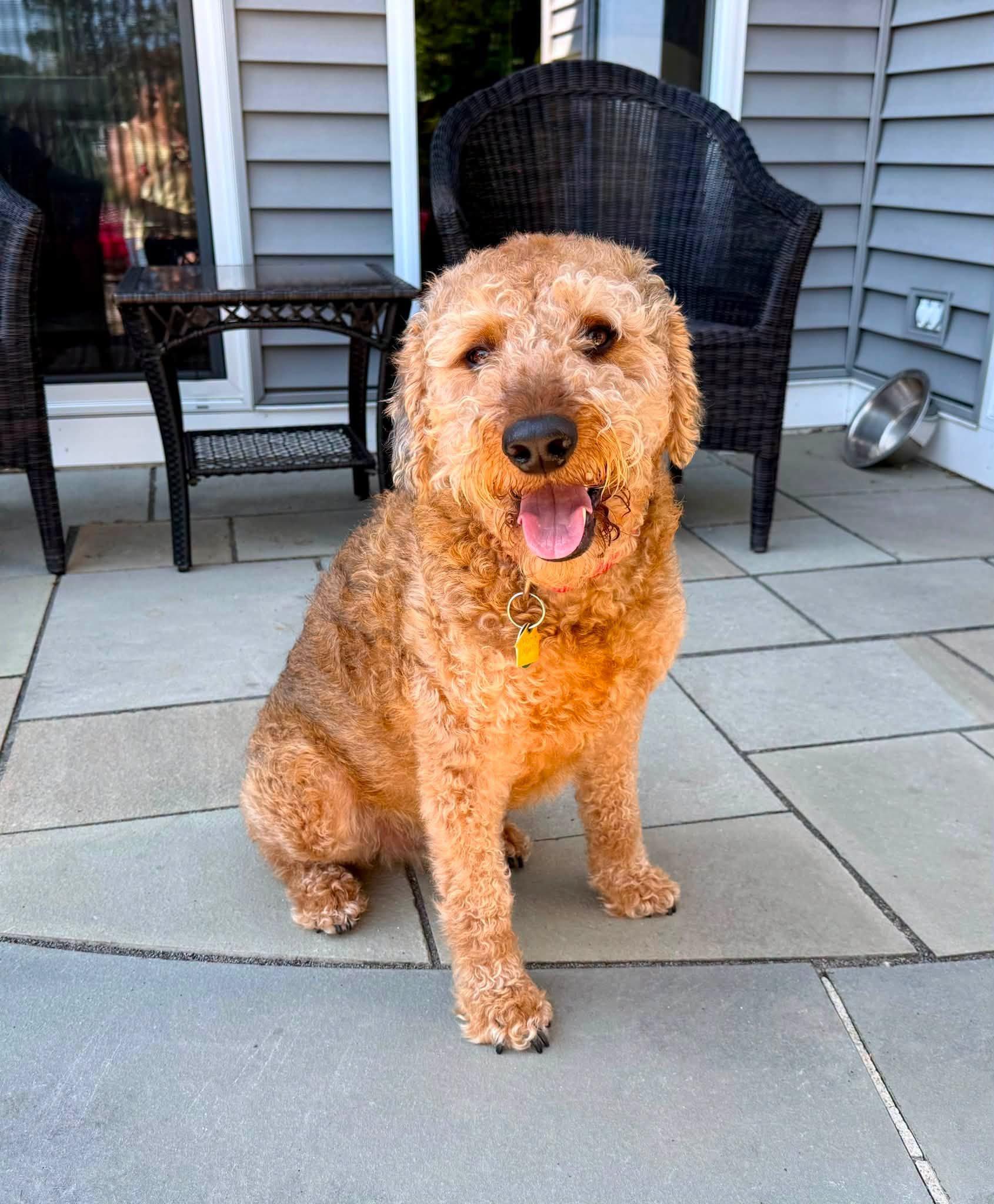 Enlarge Cooper, a ADOPTABLE mixed breed in Bethel, CT image 2/4