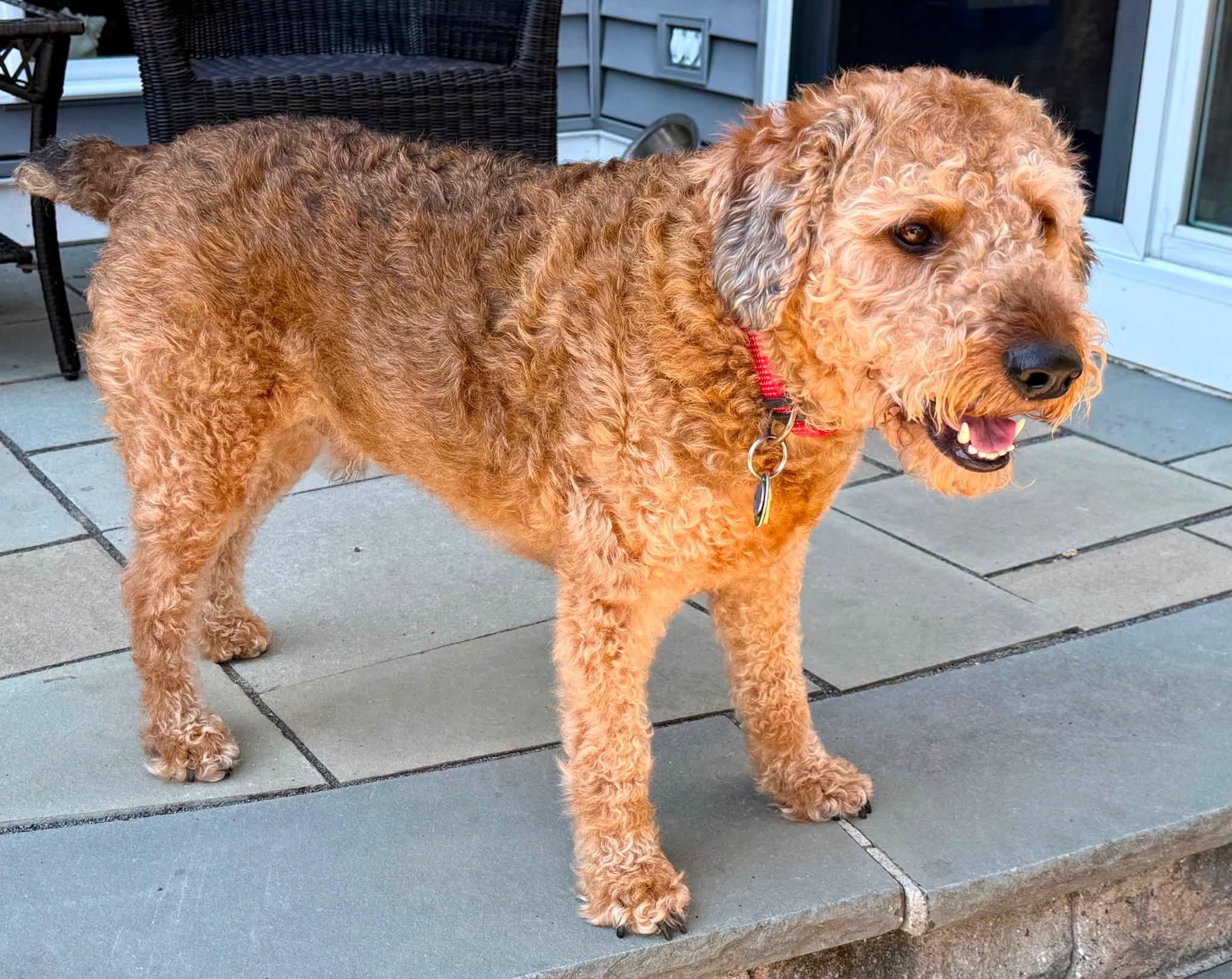 Enlarge Cooper, a ADOPTABLE mixed breed in Bethel, CT image 3/4