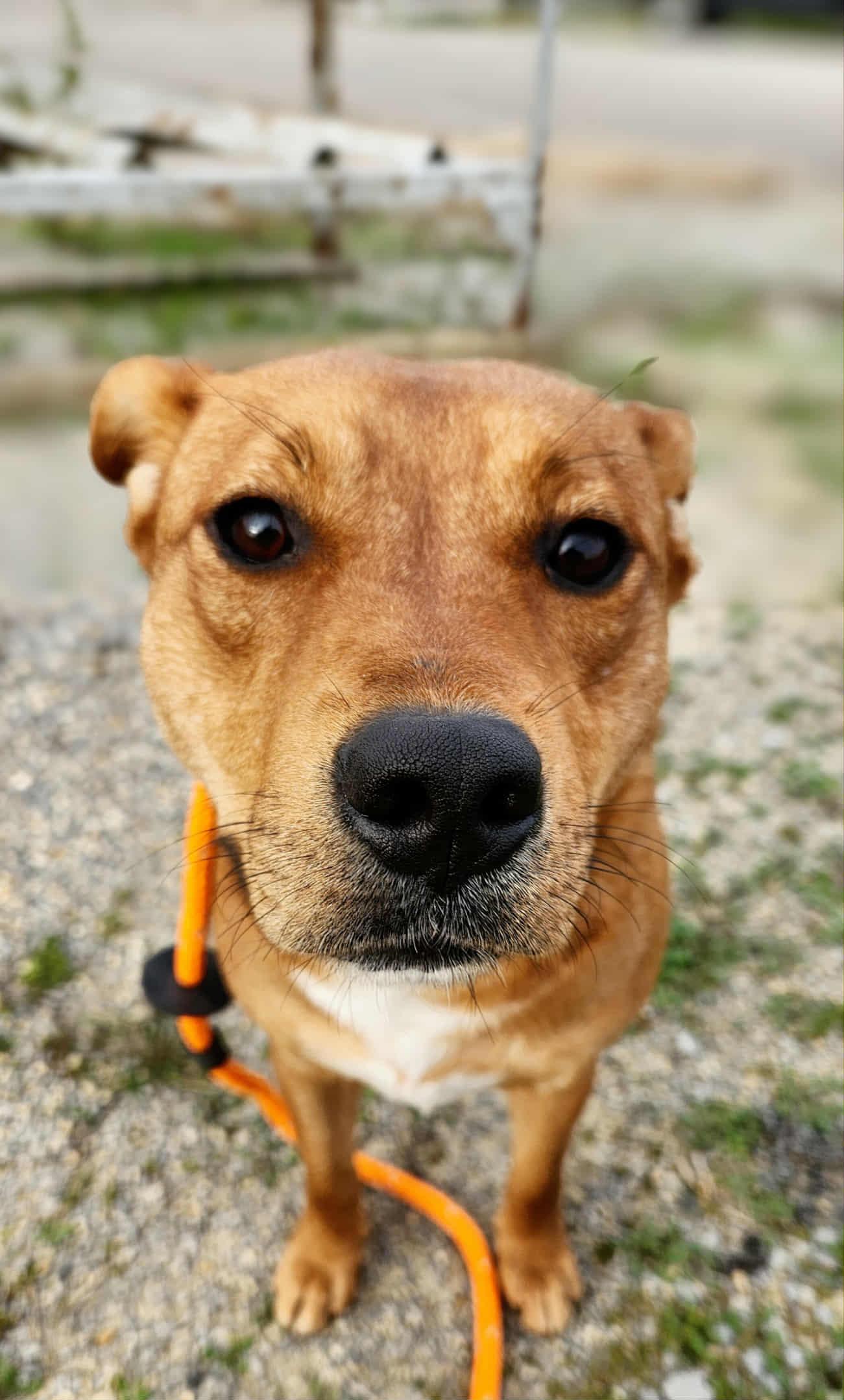 Enlarge Sadie, a Adoptable Mixed Breed in Greenville, KY image 1/2