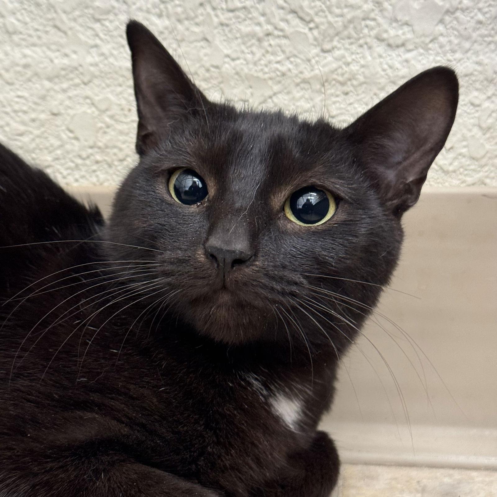 Enlarge Nina, a Adoptable Domestic Short Hair in Winchendon, MA image 1/3