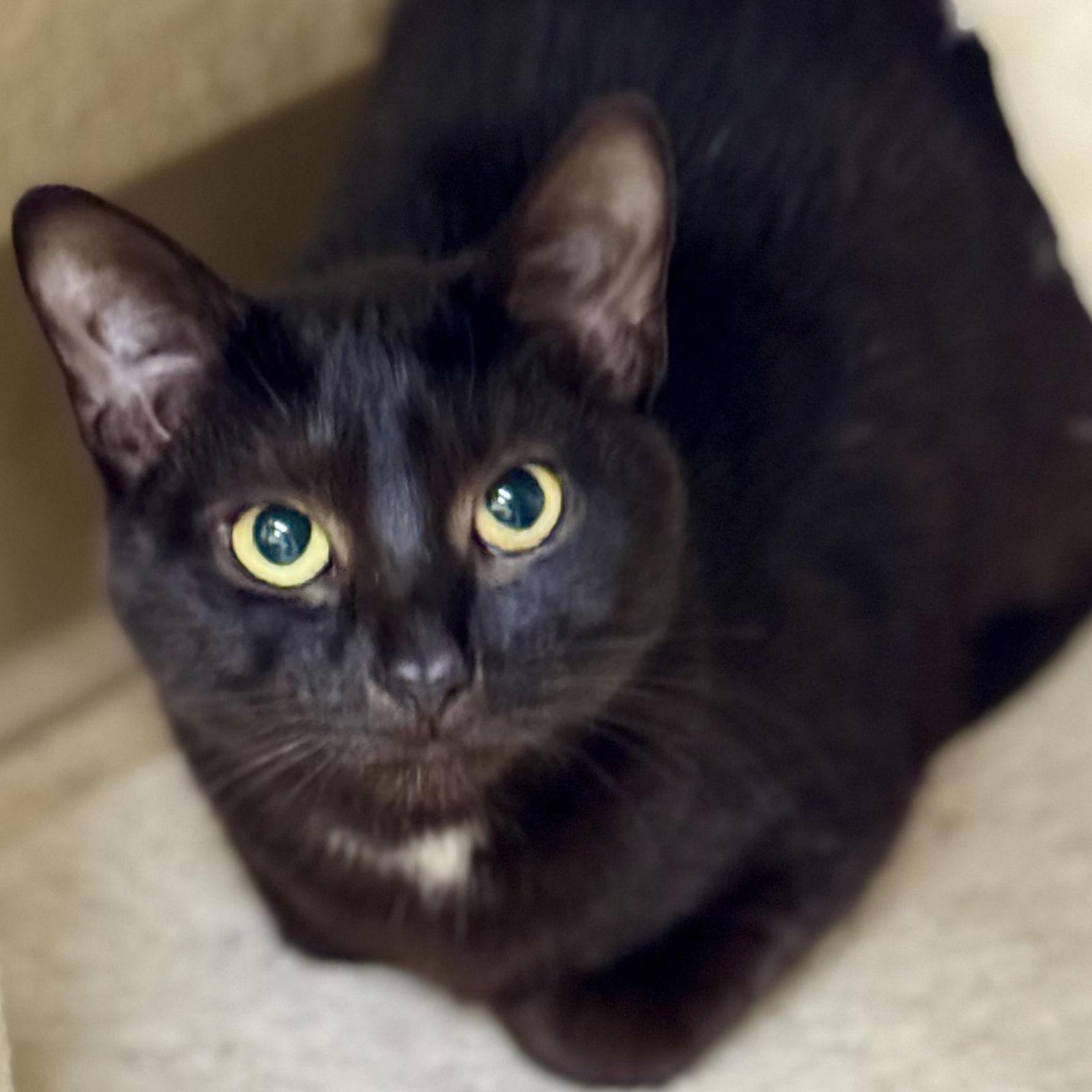 Enlarge Nina, a Adoptable Domestic Short Hair in Winchendon, MA image 2/3