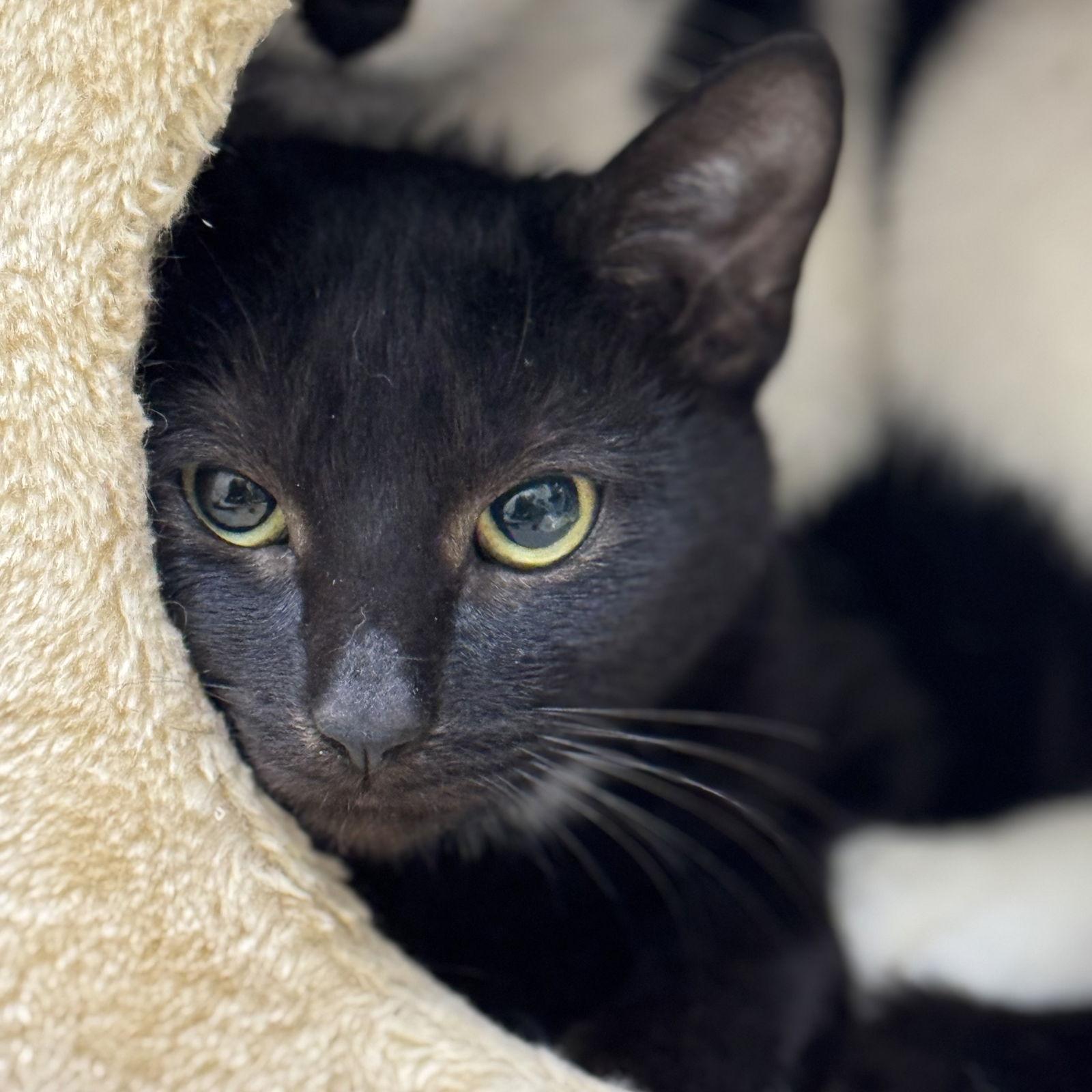 Enlarge Nina, a Adoptable Domestic Short Hair in Winchendon, MA image 3/3