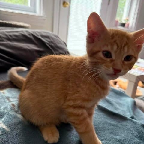 Monty, Adoptable, Young Male Tabby.