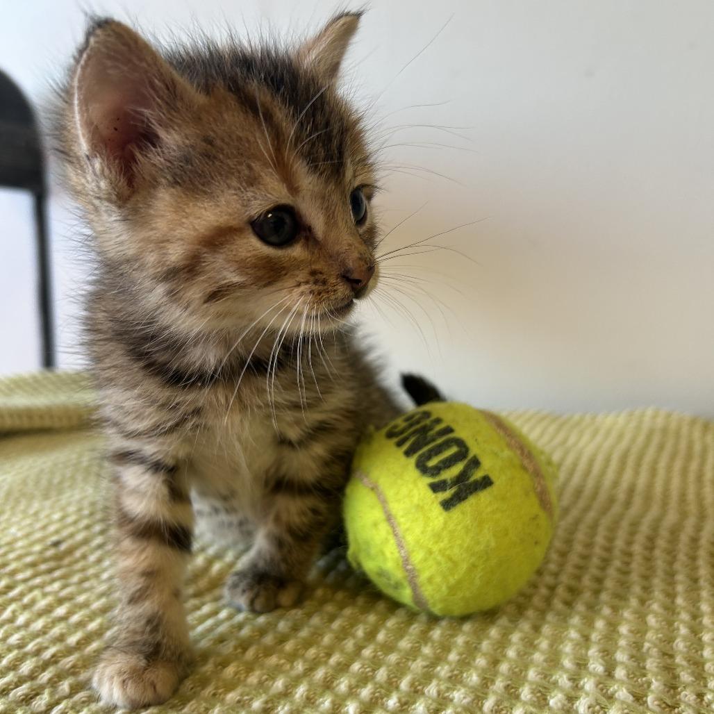 Azalea 26-019, a Adoptable Domestic Short Hair in Little Rock, AR image 1/6