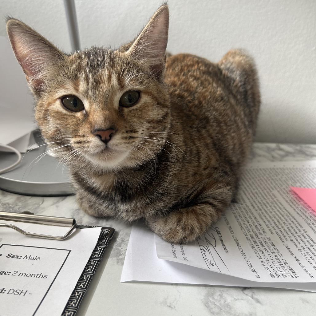 Azalea 26-019, a Adoptable Domestic Short Hair in Little Rock, AR image 6/6