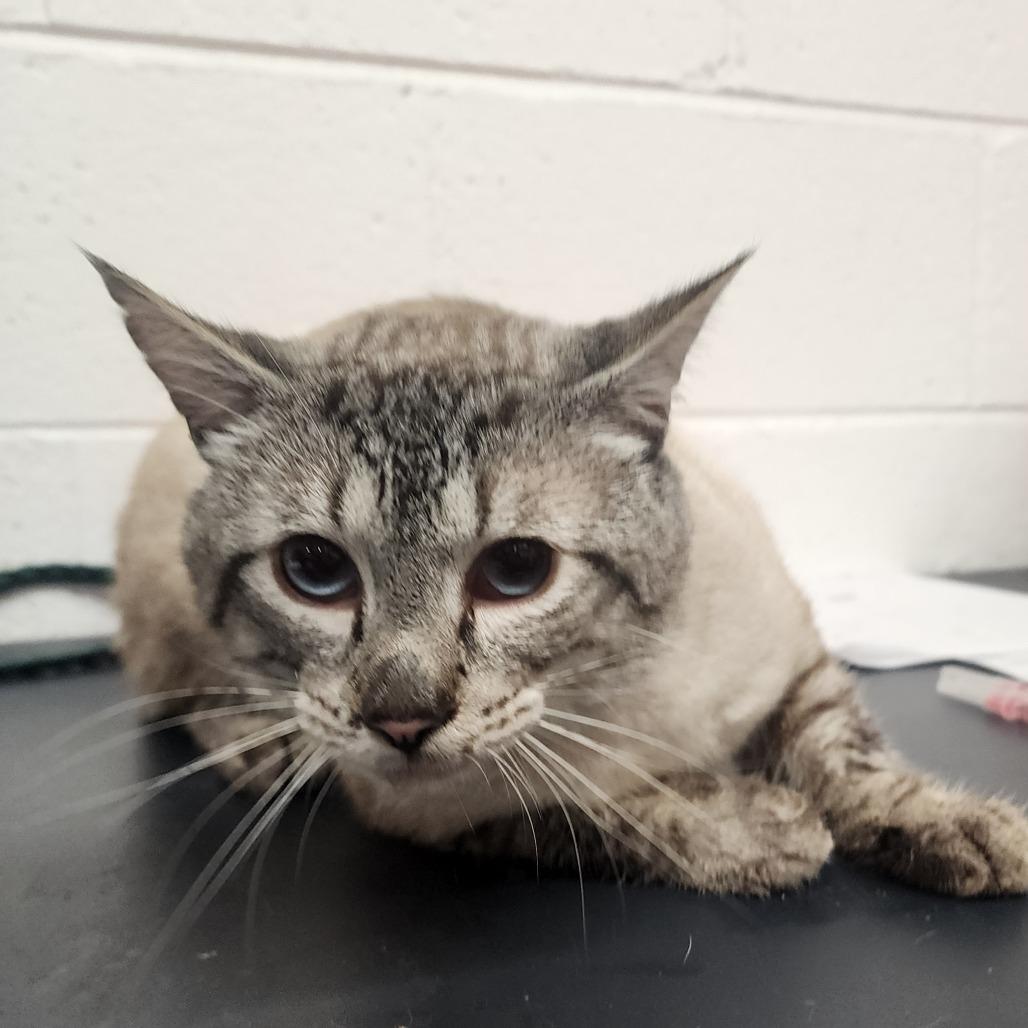 Tarak, Adoptable, Adult Male Siamese.