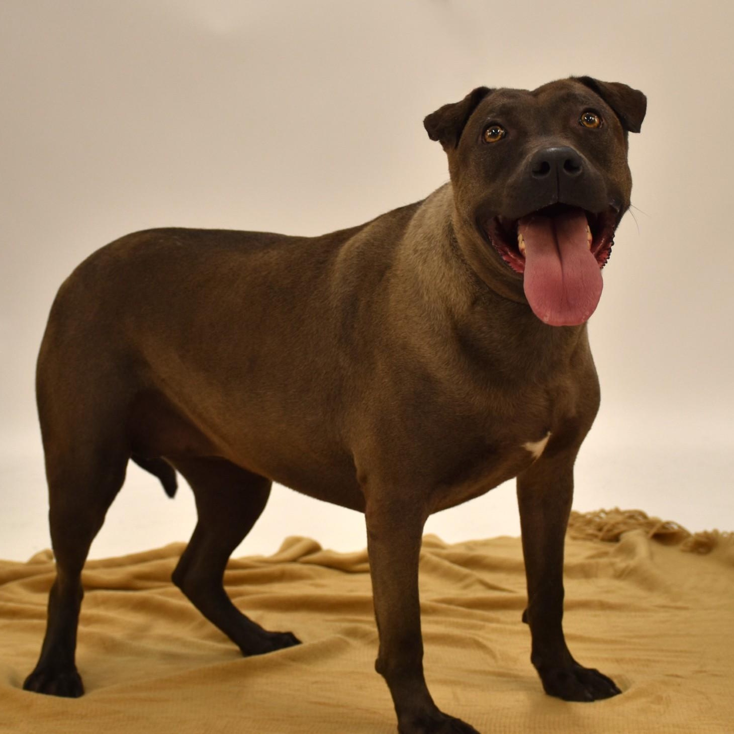 Sylvie, Adoptable, Young Female Terrier & Chocolate Labrador Retriever.