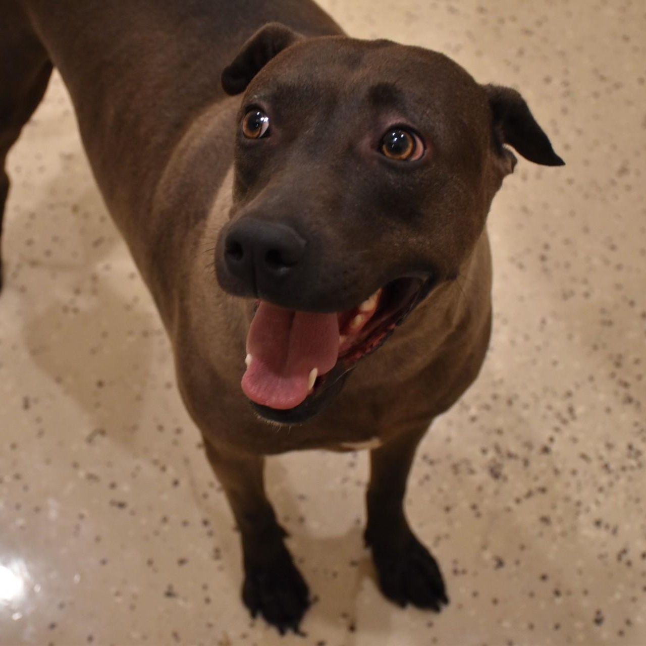 Enlarge Sylvie, a Adoptable mixed breed in Simsbury, CT image 2/5