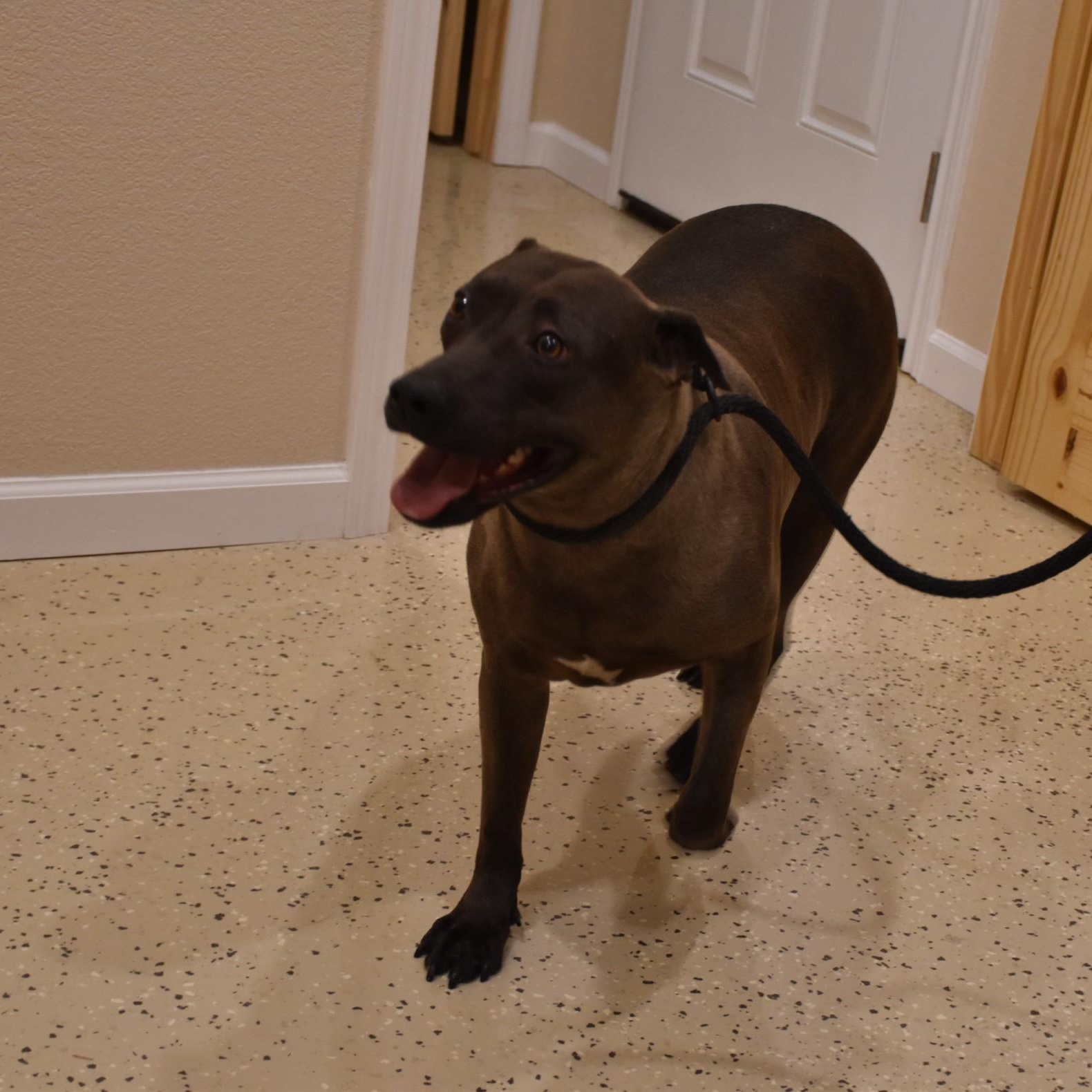 Enlarge Sylvie, a Adoptable mixed breed in Simsbury, CT image 3/5