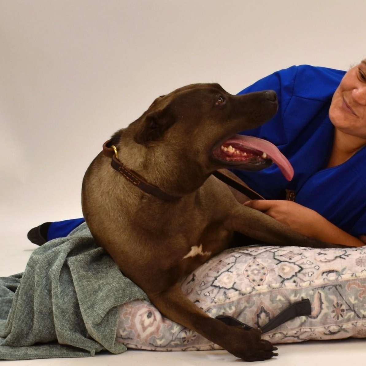 Enlarge Sylvie, a Adoptable mixed breed in Simsbury, CT image 4/5