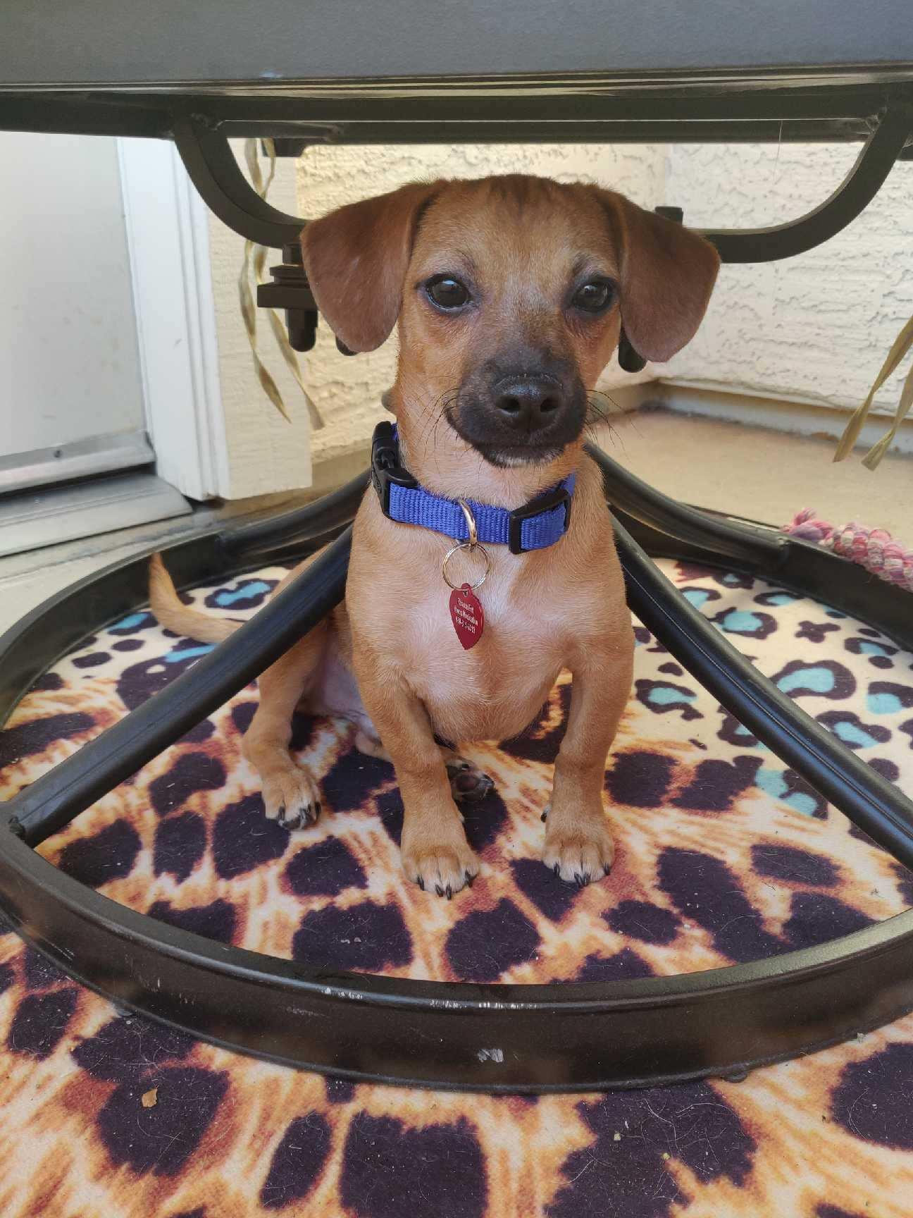 Enlarge Bailey, a Adopted mixed breed in Gilbert , AZ image 1/1