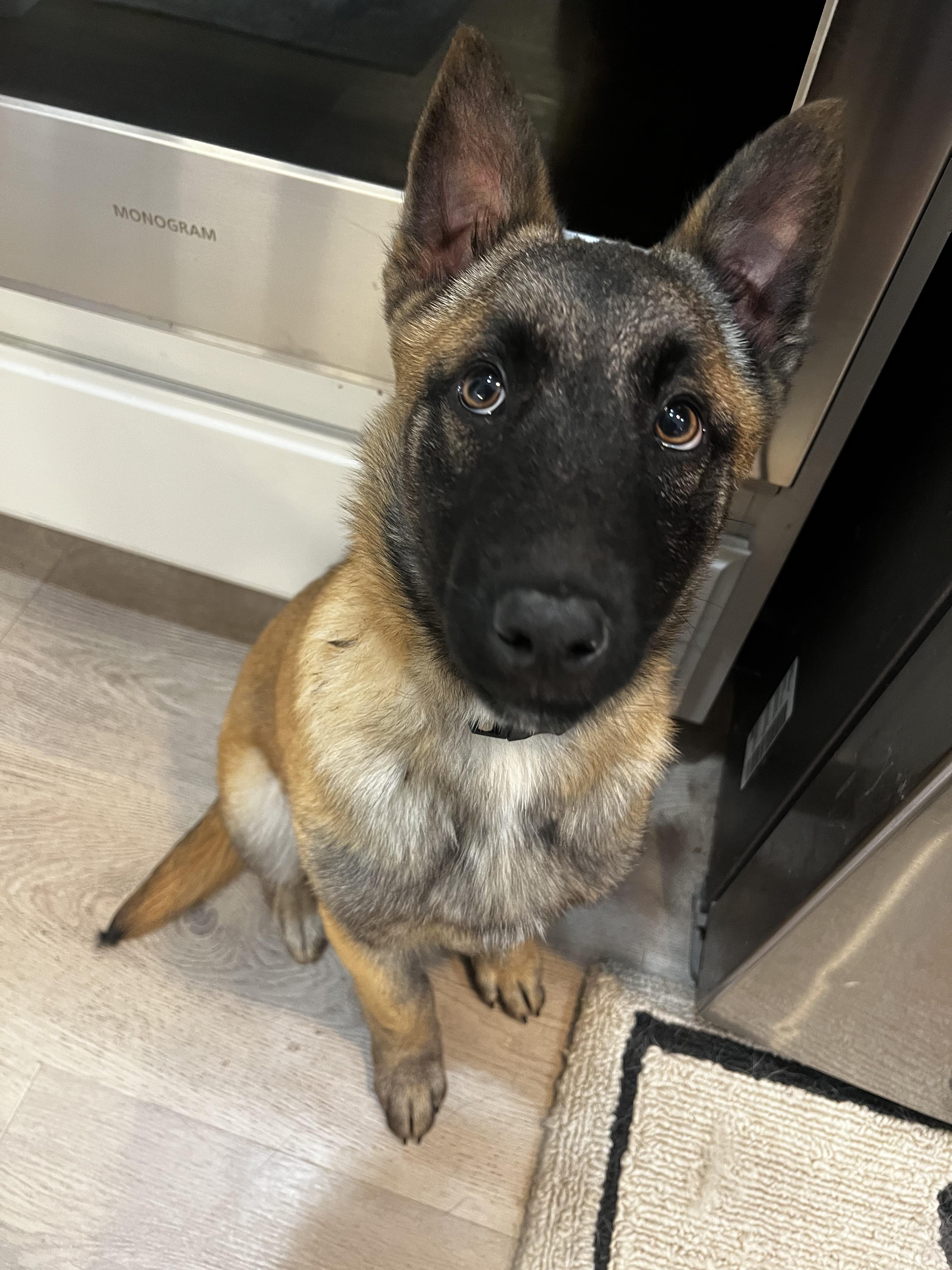 Cap, Adoptable, Puppy Male Belgian Shepherd / Malinois.