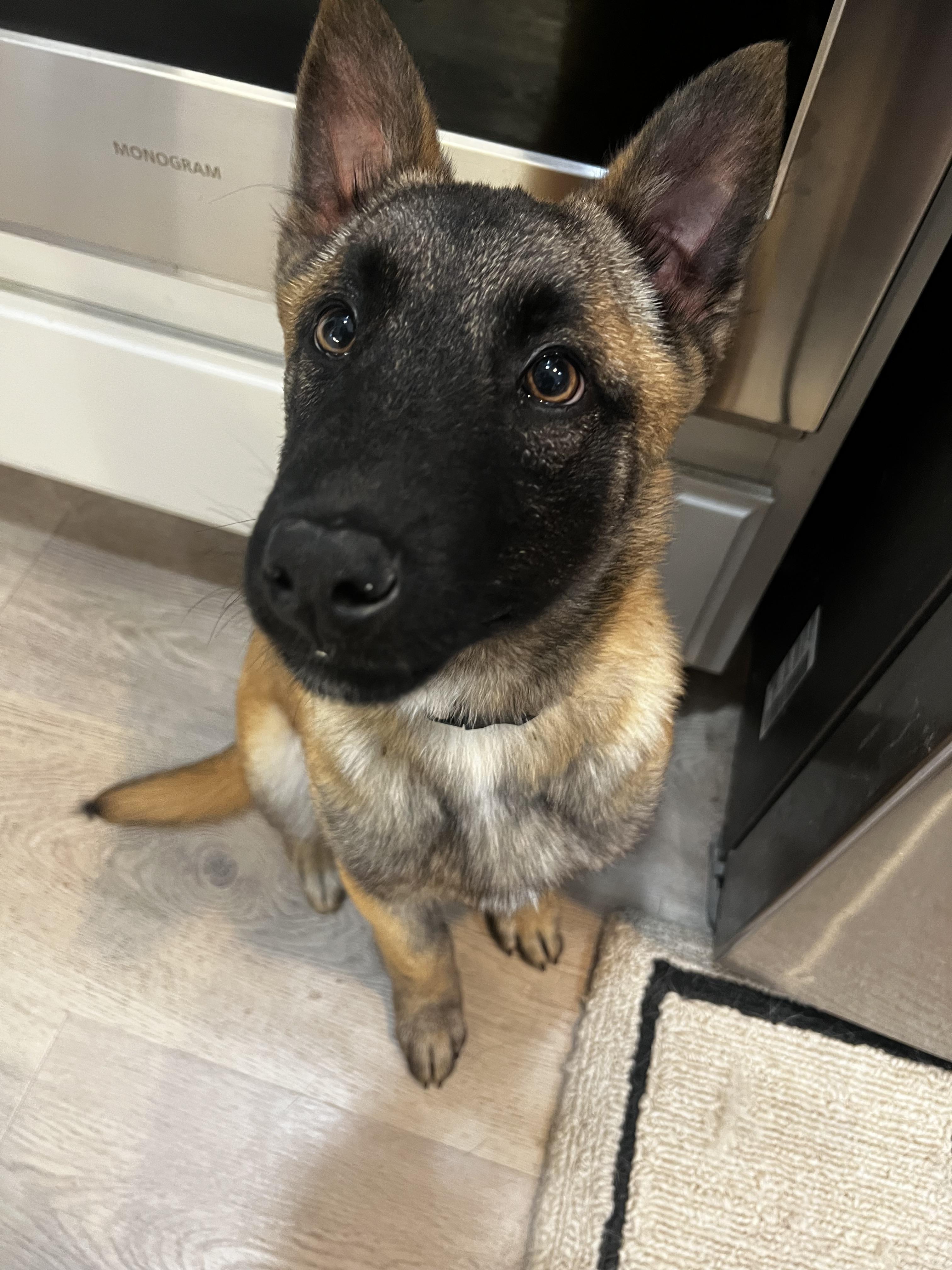 Enlarge Cap, a Adoptable Belgian Shepherd / Malinois in Discovery Bay, CA image 4/6