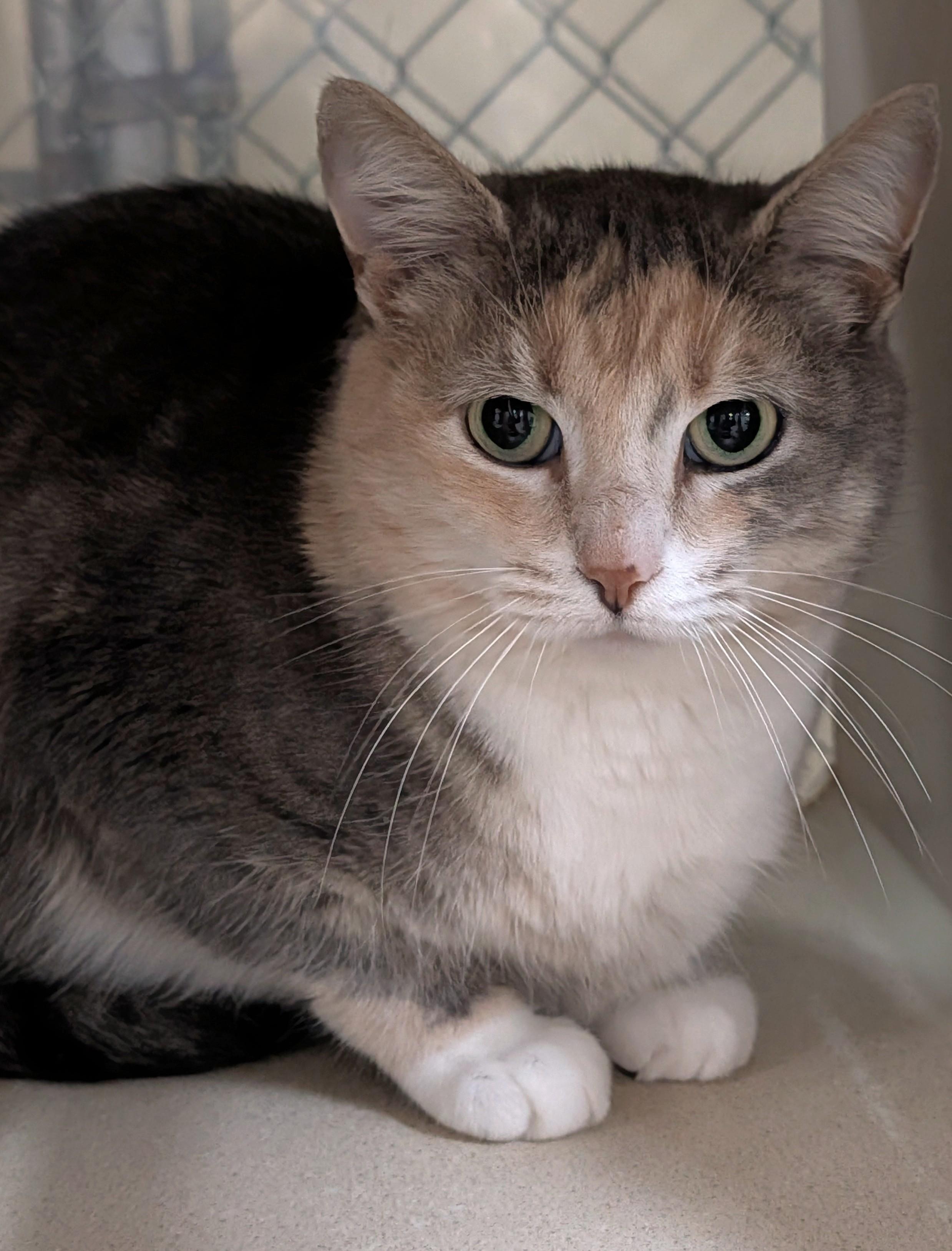 Enlarge Cassie, an adoptable Domestic Short Hair in Decatur, IL image 1/1