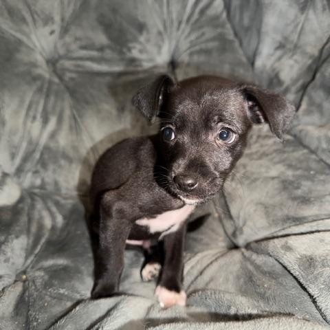 Wilson, an adopted mixed breed in Puyallup, WA image 3/6