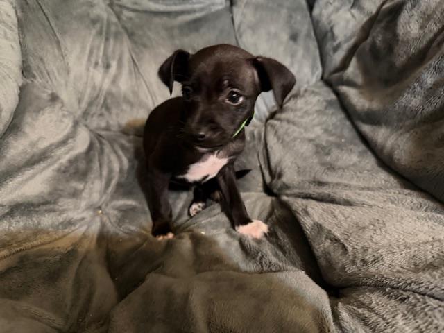 Wilson, an adopted mixed breed in Puyallup, WA image 5/6