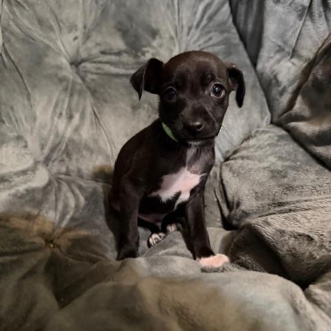 Wilson, an adopted mixed breed in Puyallup, WA image 2/6