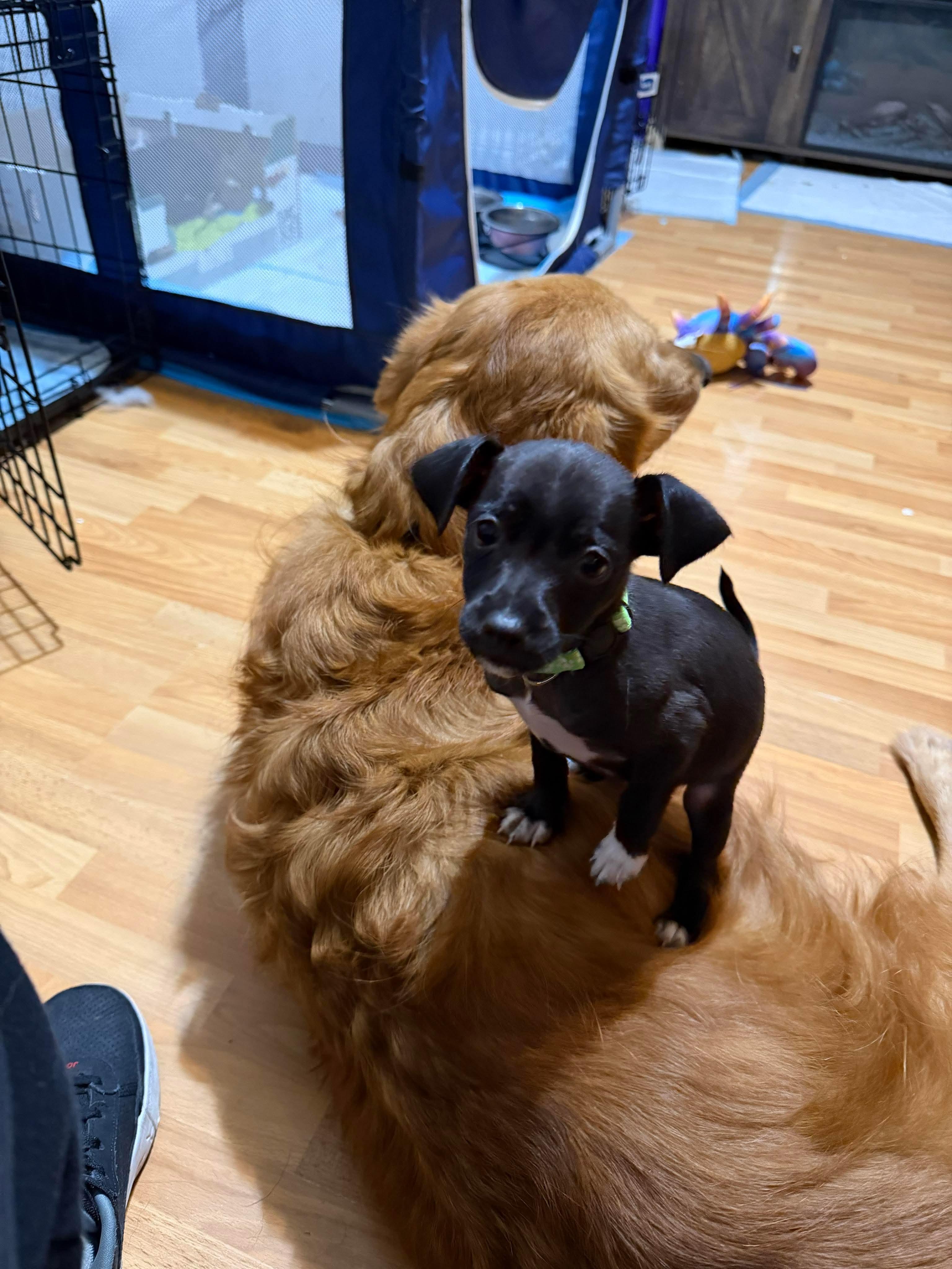 Wilson, adopted, Puppy Male Chihuahua.