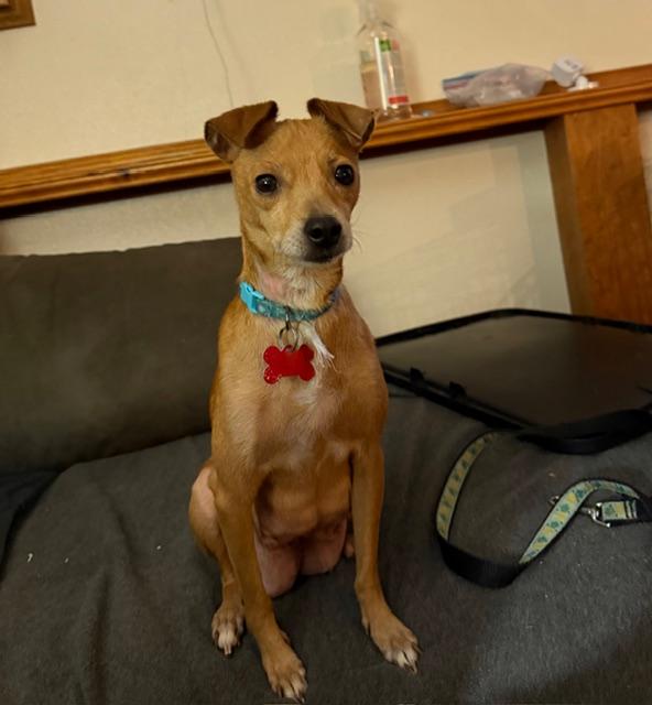 Wilson, an adopted mixed breed in Puyallup, WA image 6/6