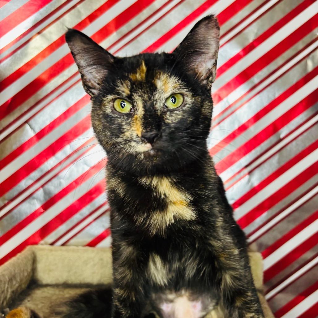 Nune, Adoptable, Young Female Domestic Short Hair.