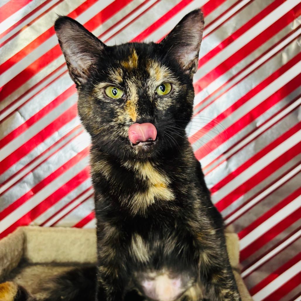 Enlarge Nune, a Adoptable Domestic Short Hair in Woodbury, NJ image 2/2