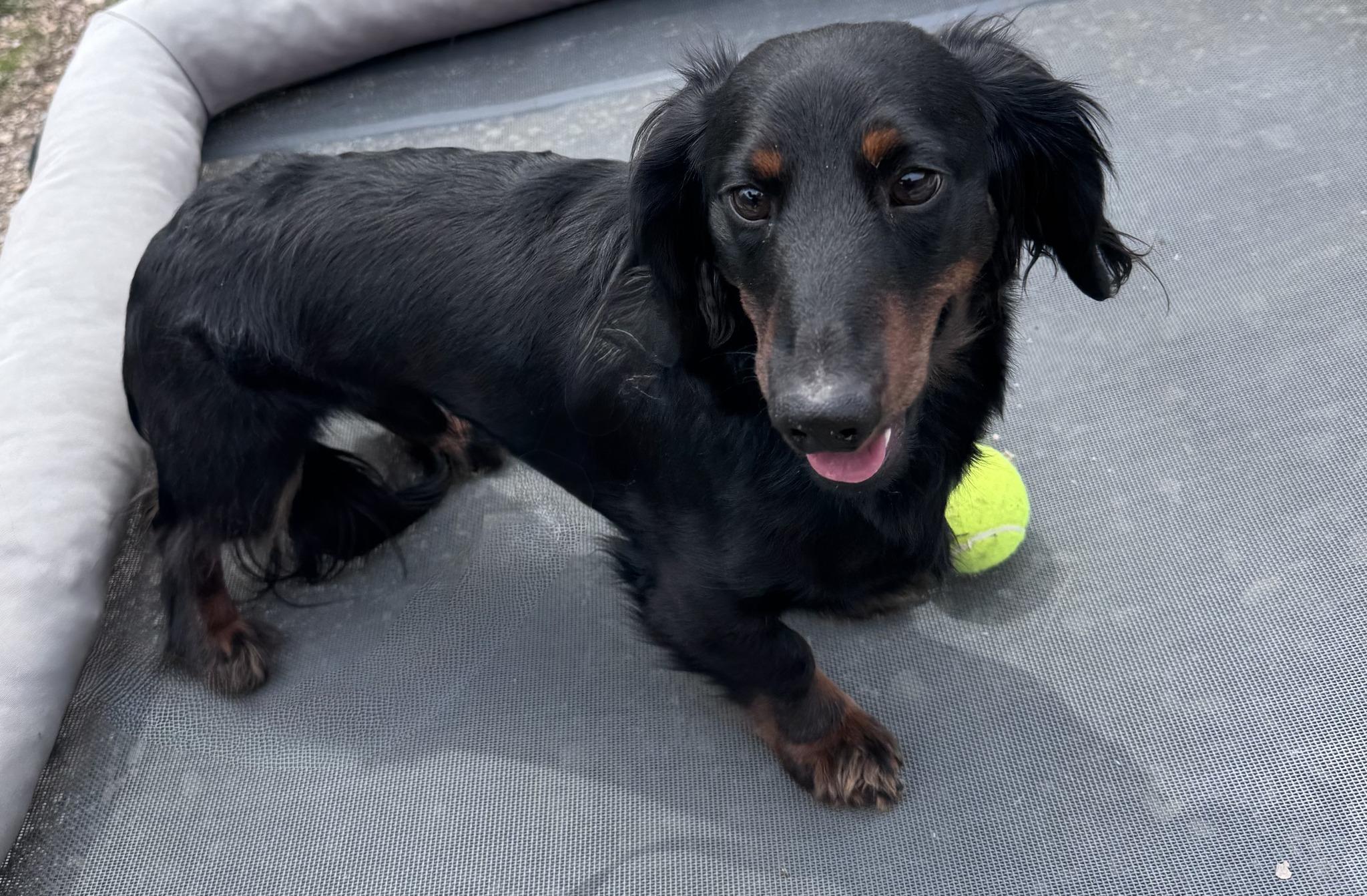 Thor, adopted, Adult Male Dachshund (Long Haired).