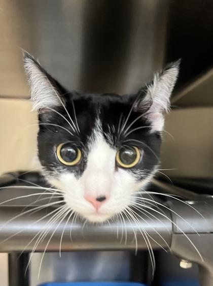 Primrose, Adoptable, Kitten Female Domestic Short Hair & Domestic Short Hair.