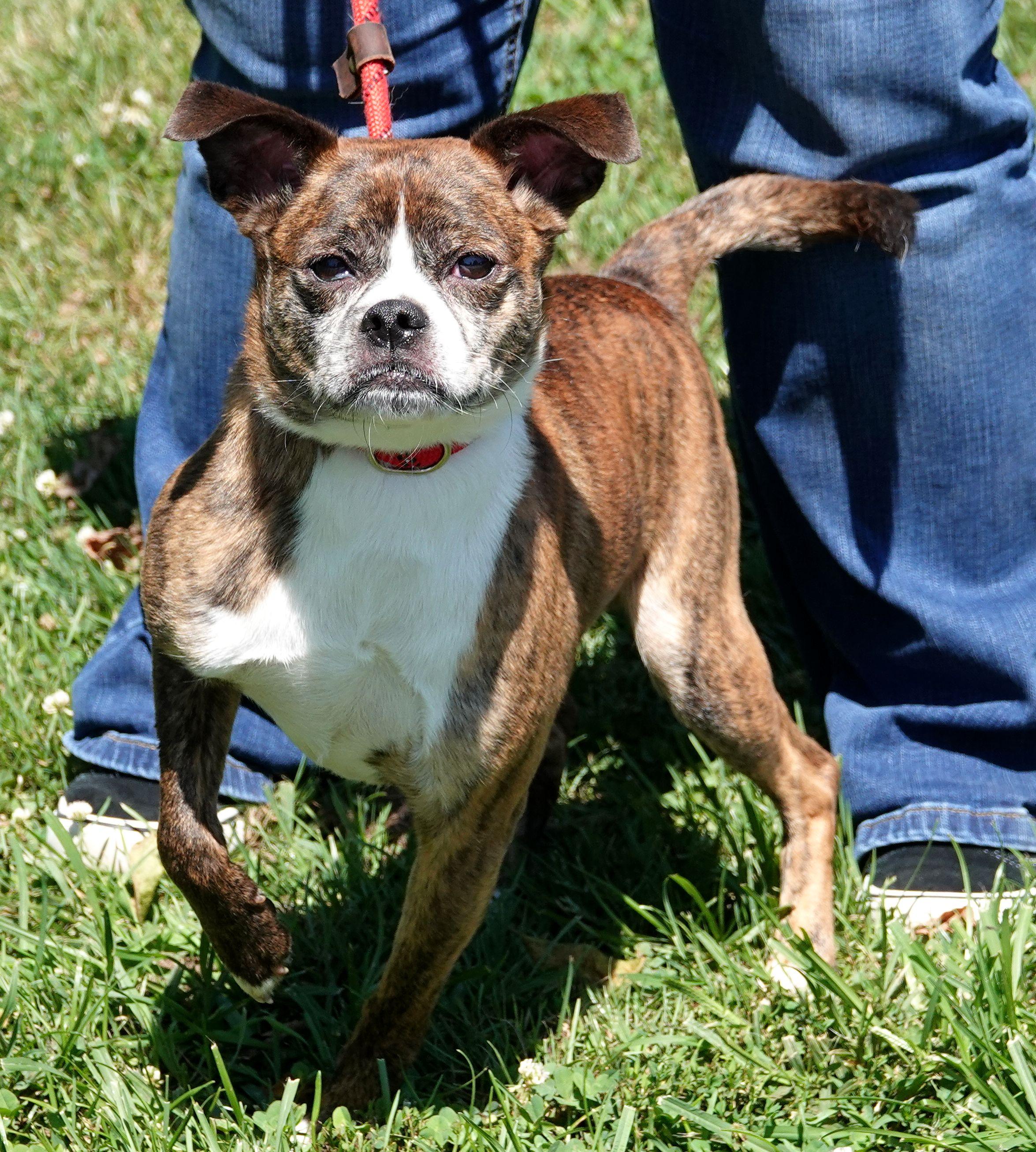 Otis (formally Reggie), a ADOPTABLE mixed breed in Millfield, OH image 2/4