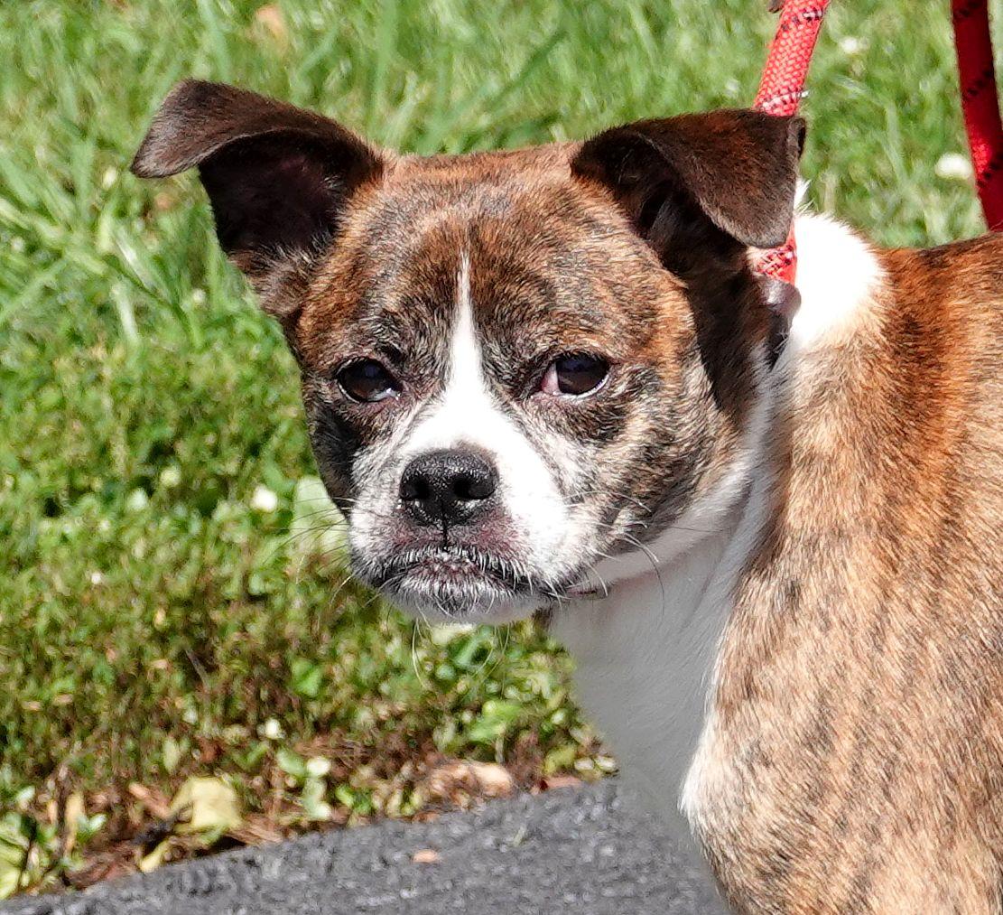 Otis (formally Reggie), a ADOPTABLE mixed breed in Millfield, OH image 1/4