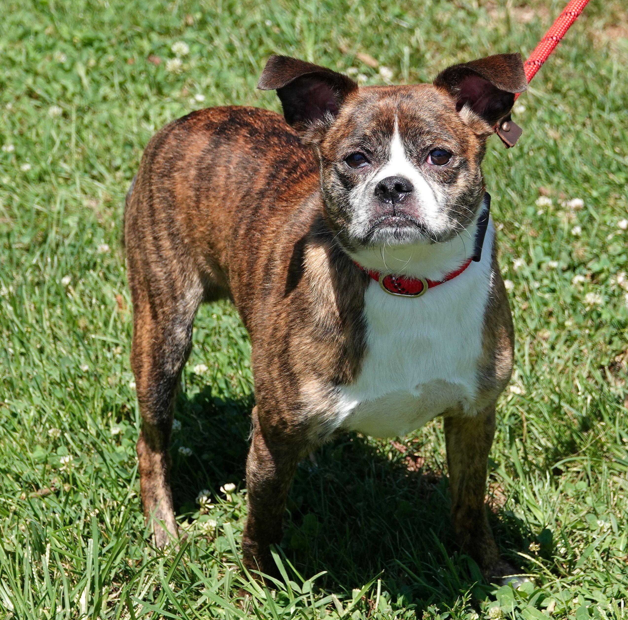 Otis (formally Reggie), a ADOPTABLE mixed breed in Millfield, OH image 3/4