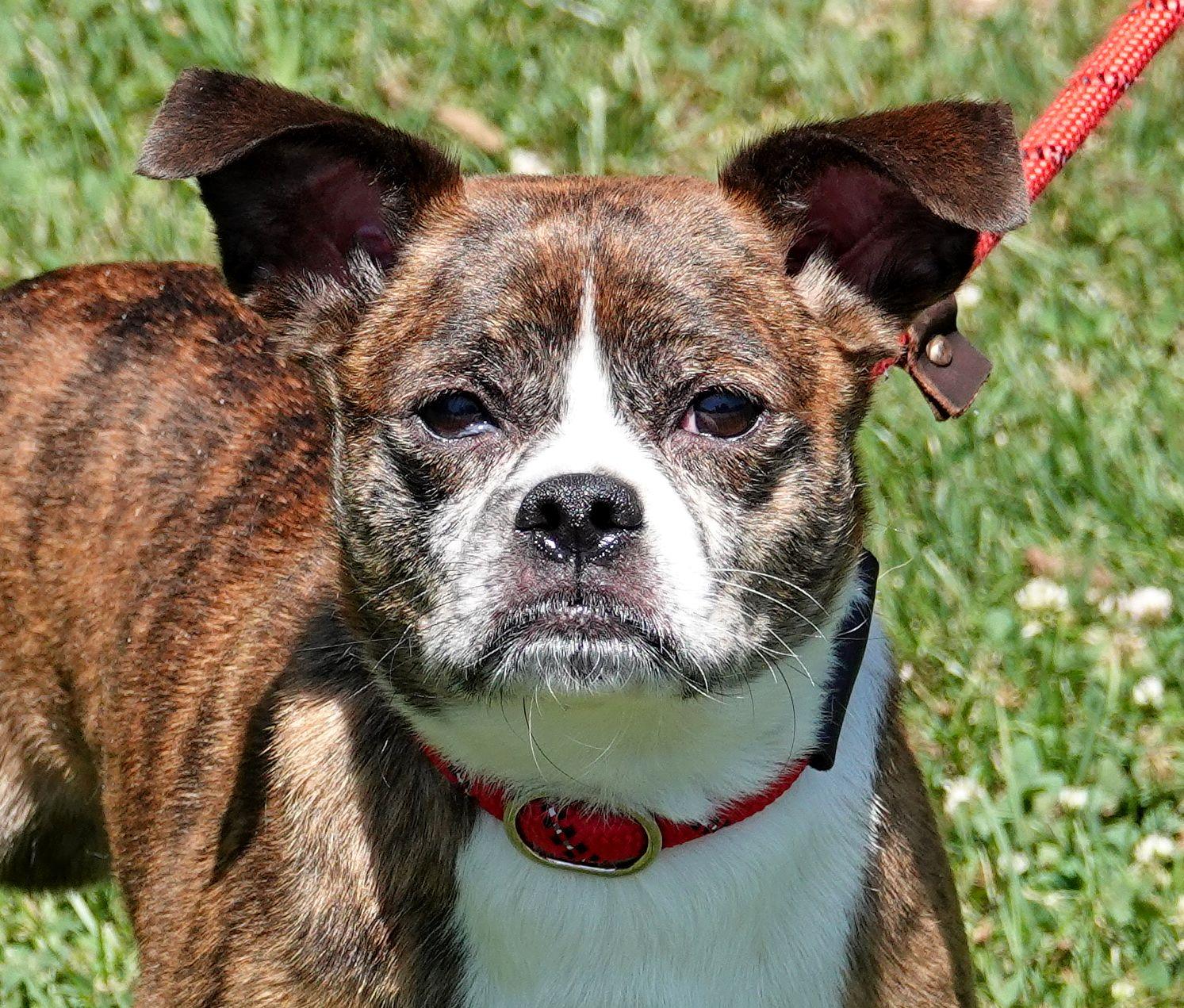 Otis (formally Reggie), a ADOPTABLE mixed breed in Millfield, OH image 4/4