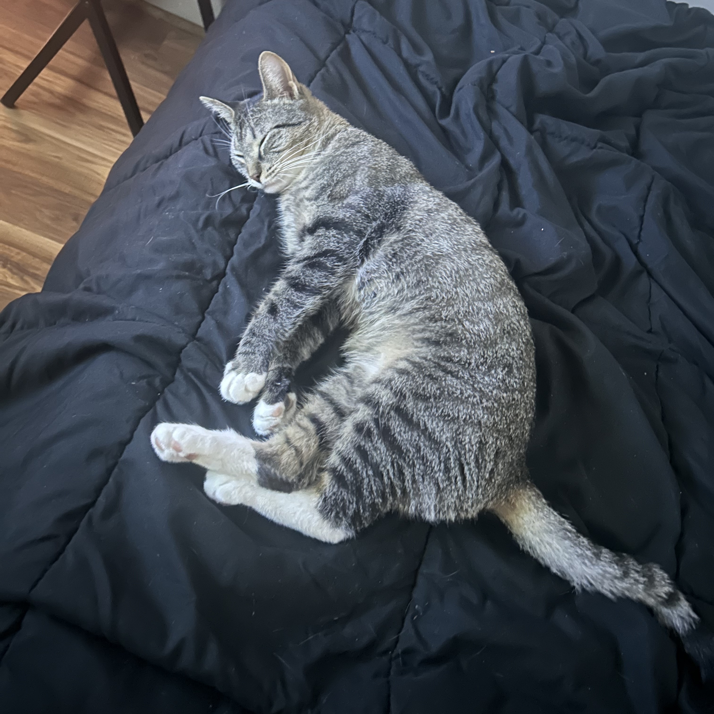 Cat for adoption Baps, a Domestic Short Hair in East Amherst, NY