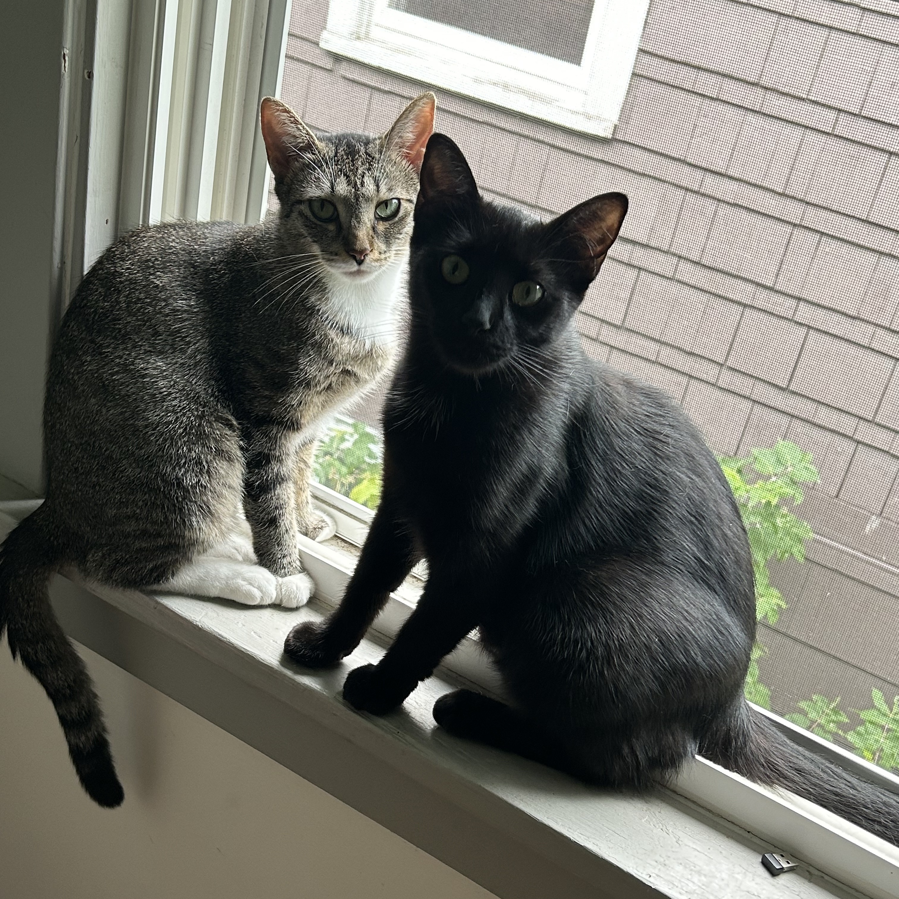 Cat for adoption Baps, a Domestic Short Hair in East Amherst, NY